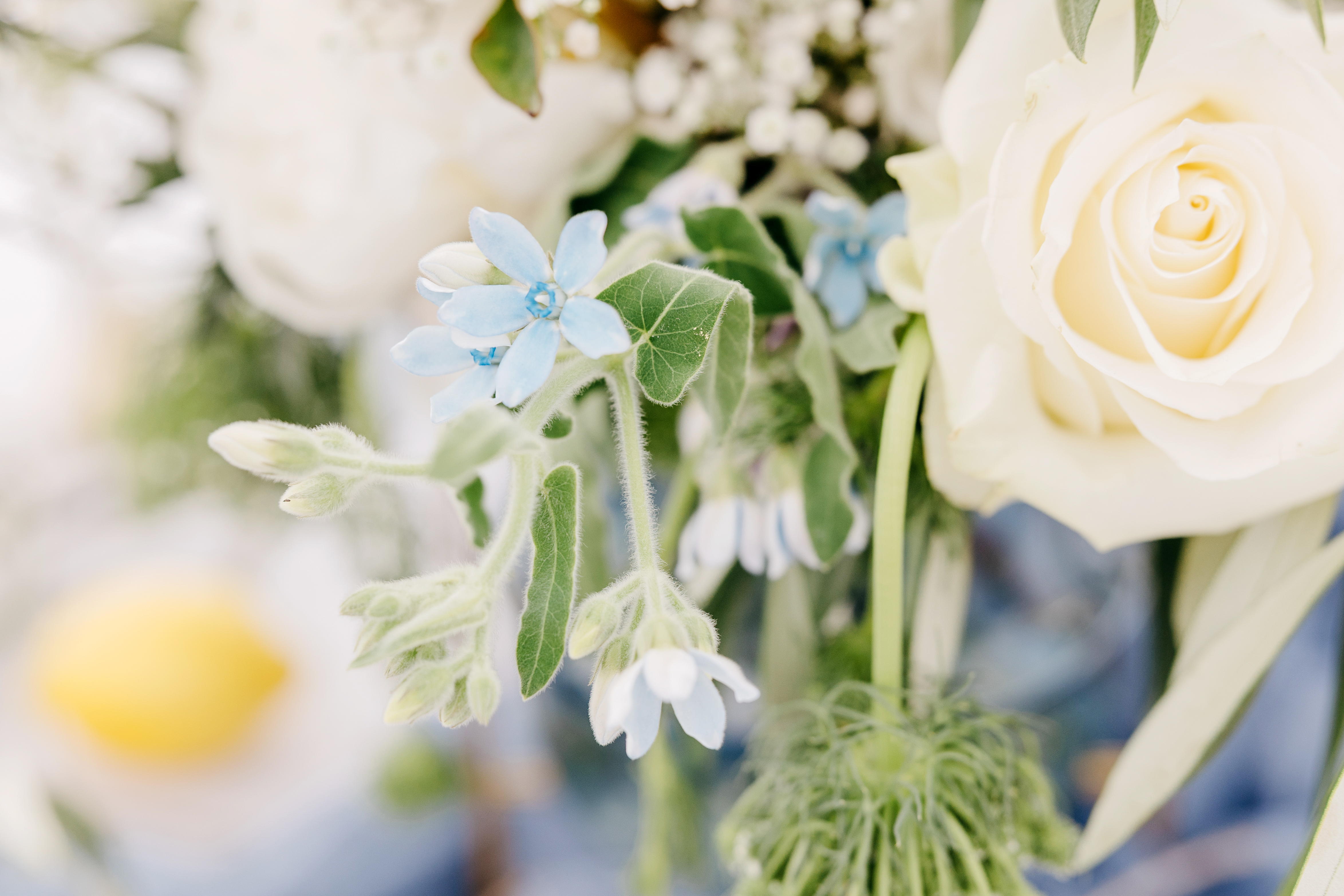 Tischdekoration_Hochzeit_Blumen_Olive_Rosen_Oxipedalum_Schleierkraut_Nigella_weiss_blau