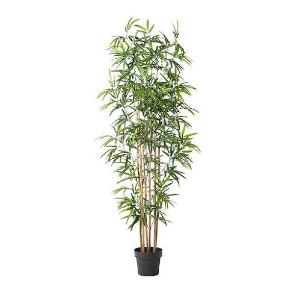 Bambuspflanze mieten