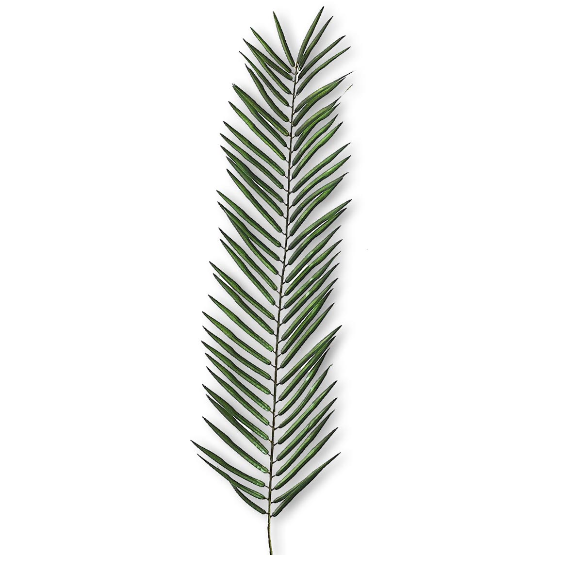 Palmblatt mieten