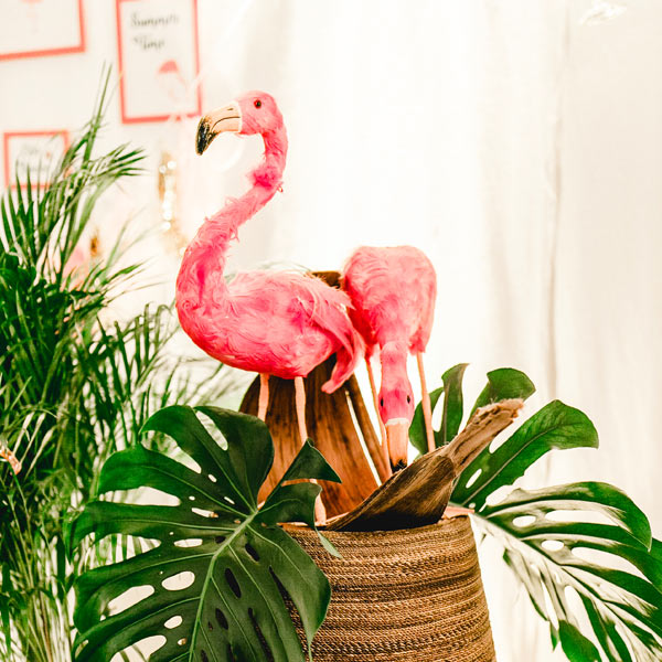 Flamingo mieten