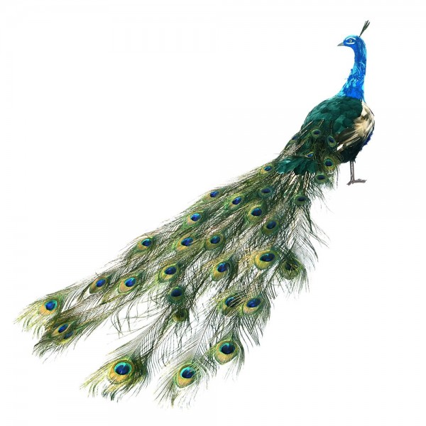 Pfau mieten