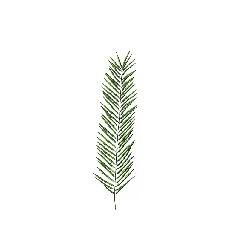 Palmblatt [mieten]