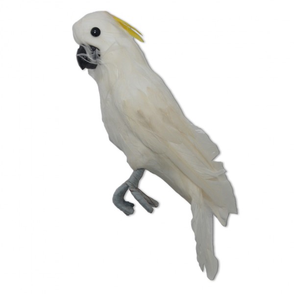 Kakadu weiß [mieten]