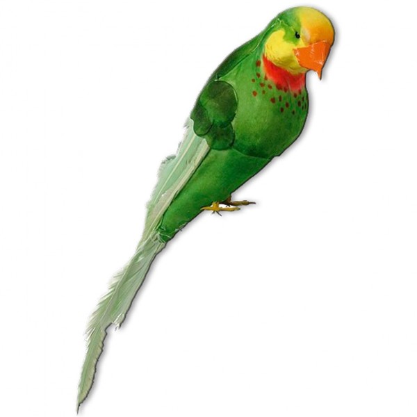 Papagei Grün