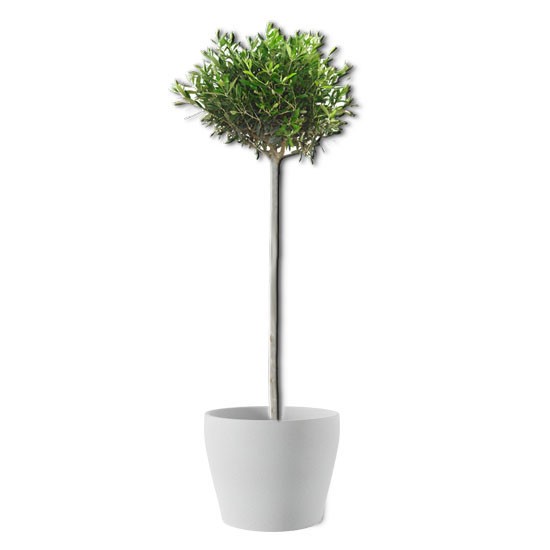 Olivenbäumchen (echte Pflanze) [mieten]