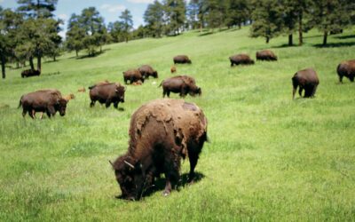 Der goldene Kerzenständer als stilvolles Dekoelement: Tipps für die perfekte Platzierung in Ihrem Zuhause